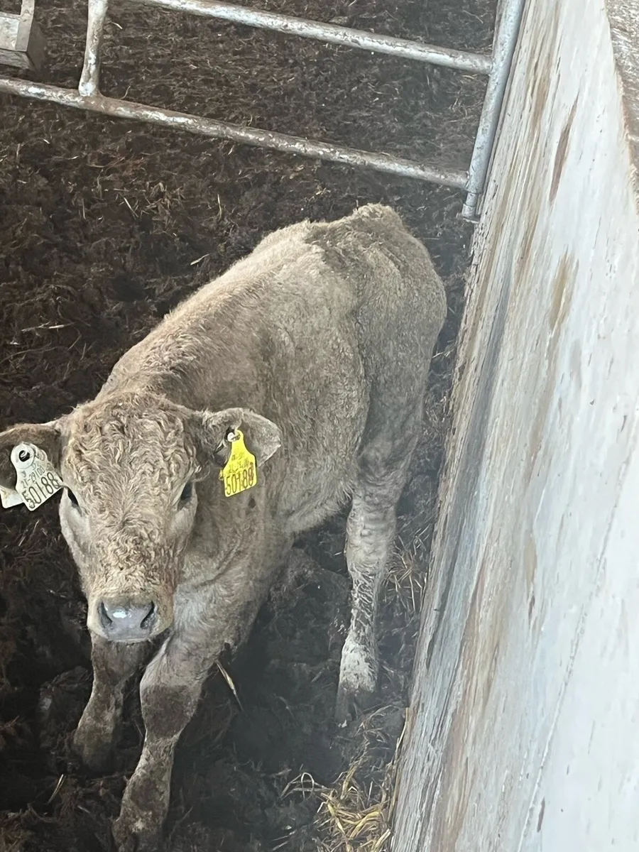 Super Heifer calf (suckler bred) - Image 1