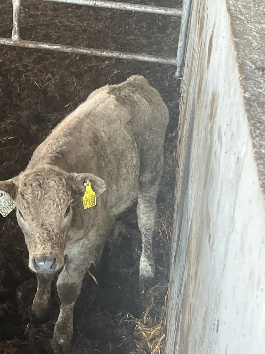 Super Heifer calf (suckler bred) - Image 2