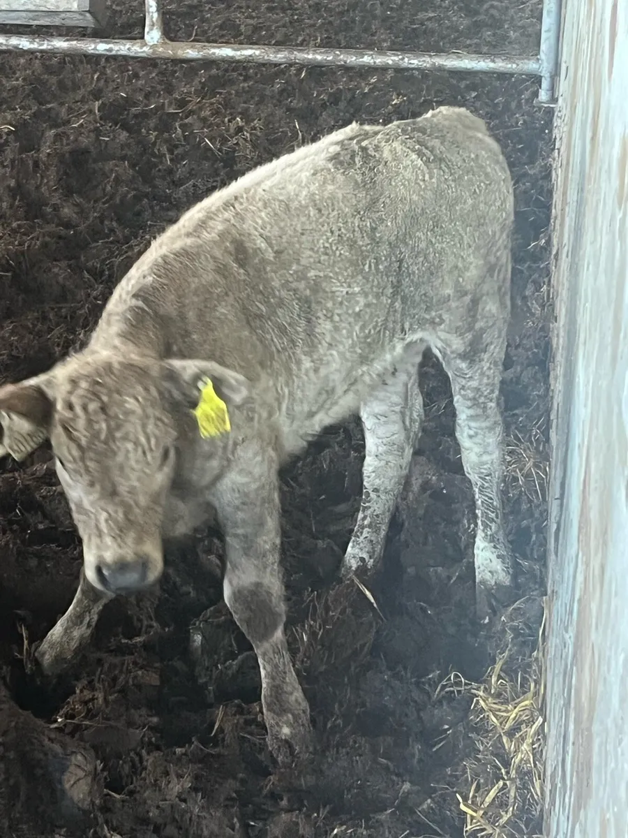 Super Heifer calf (suckler bred) - Image 3