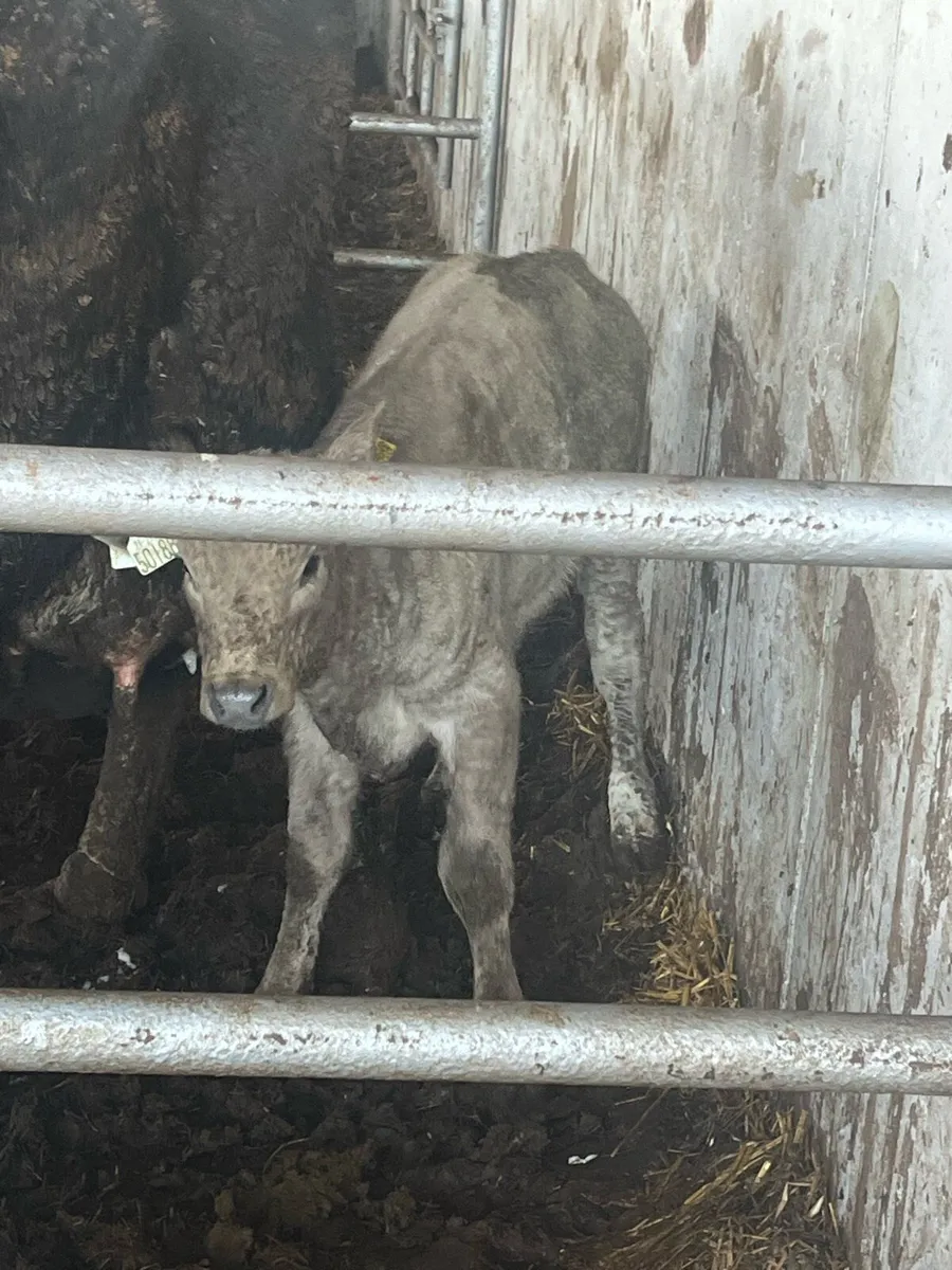 Super Heifer calf (suckler bred) - Image 4