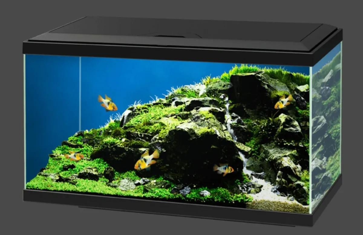 Fish tank - Image 3