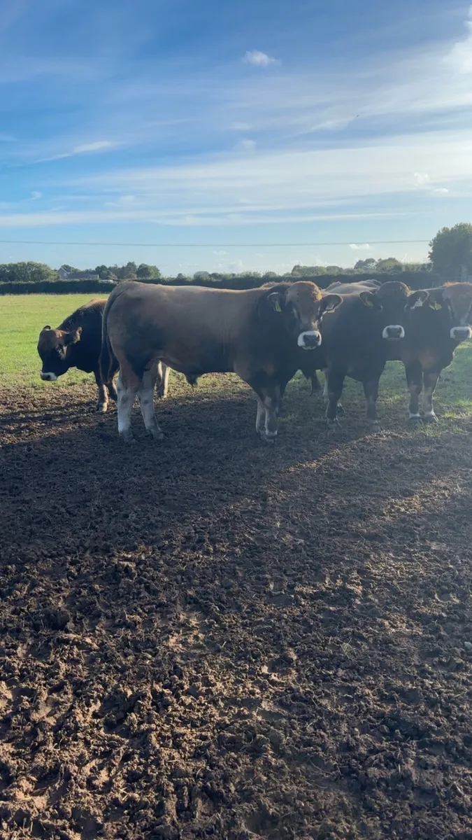 Pedigree Aubrac bull - Image 1