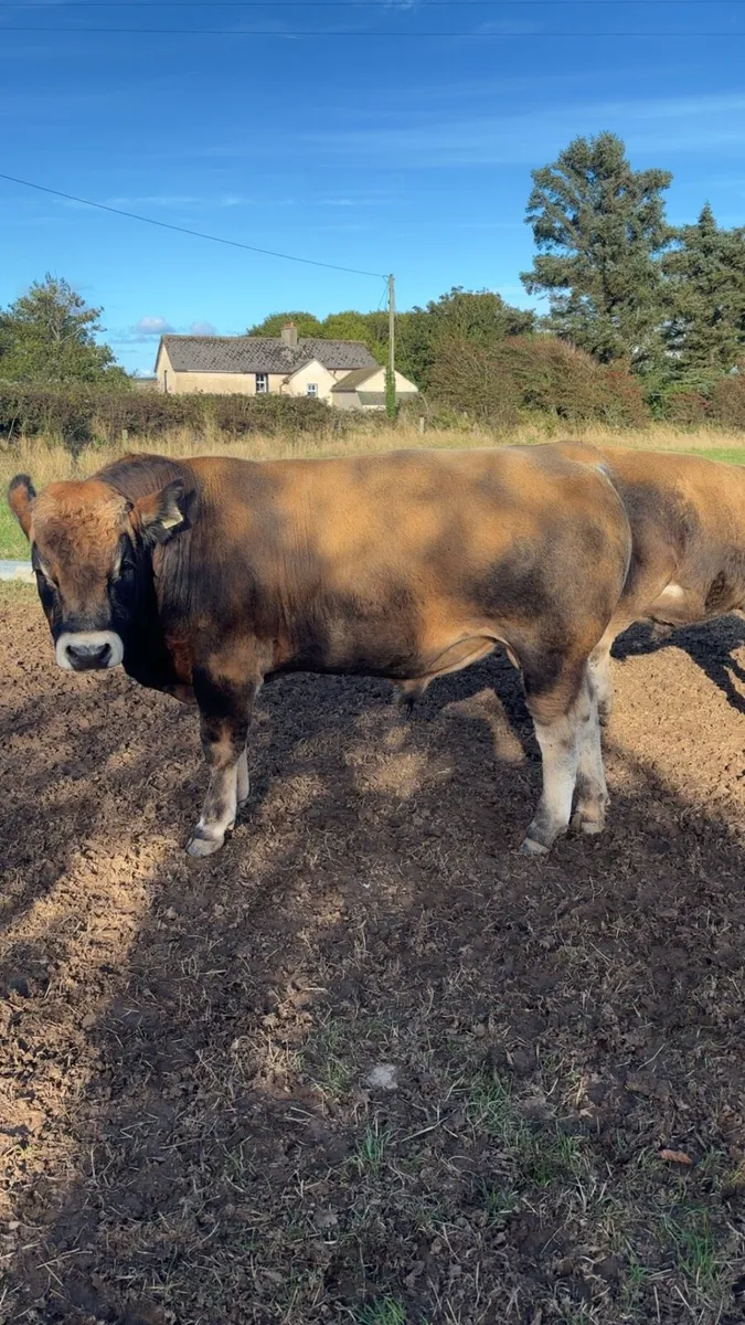 Pedigree Aubrac bull - Image 2