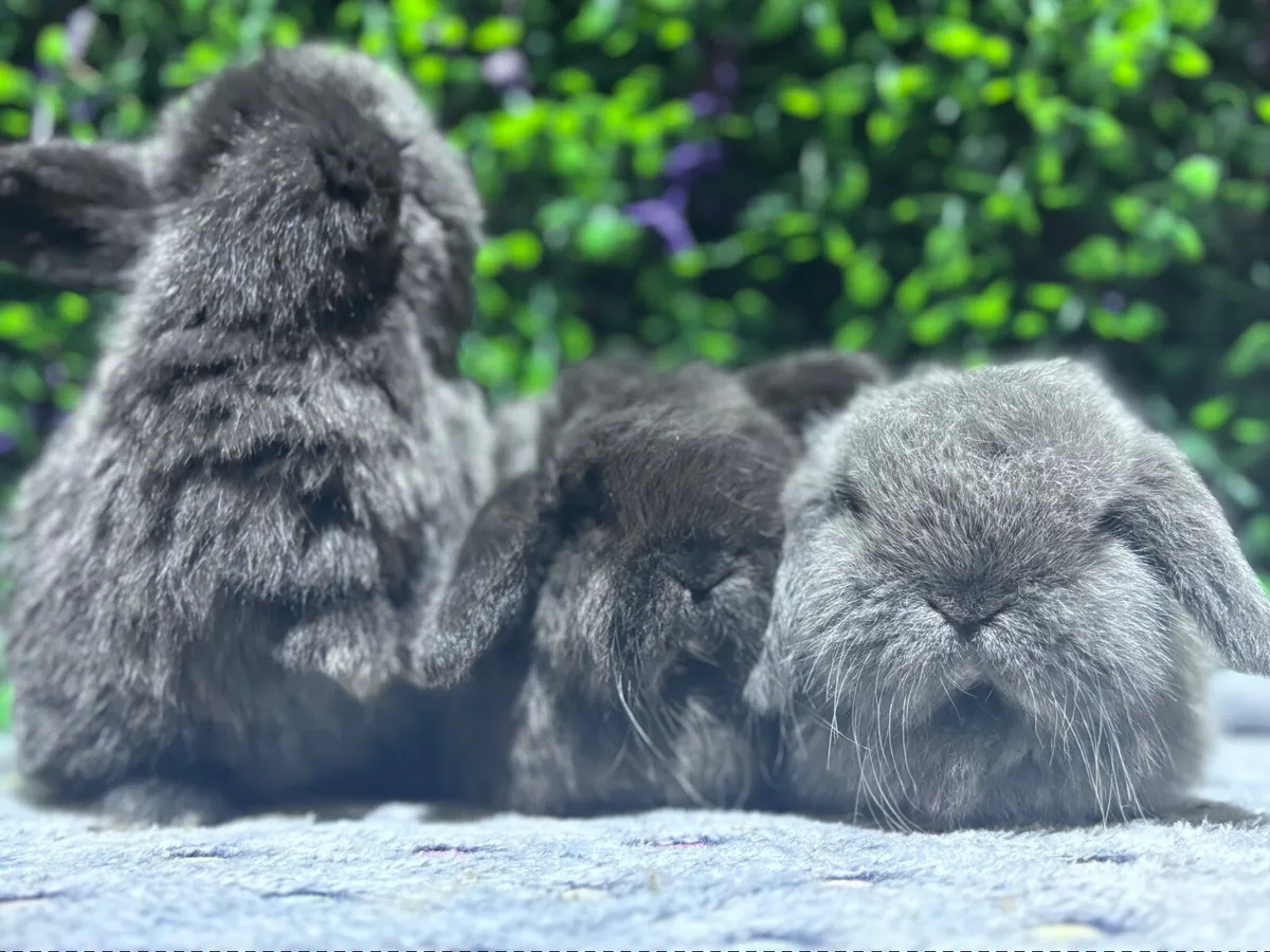 Pedigree mini lops (none available at this time ) - Image 4
