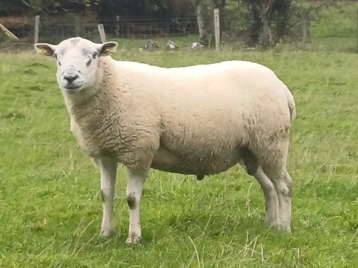 Cheviot and Texel Hogget Rams - Image 2