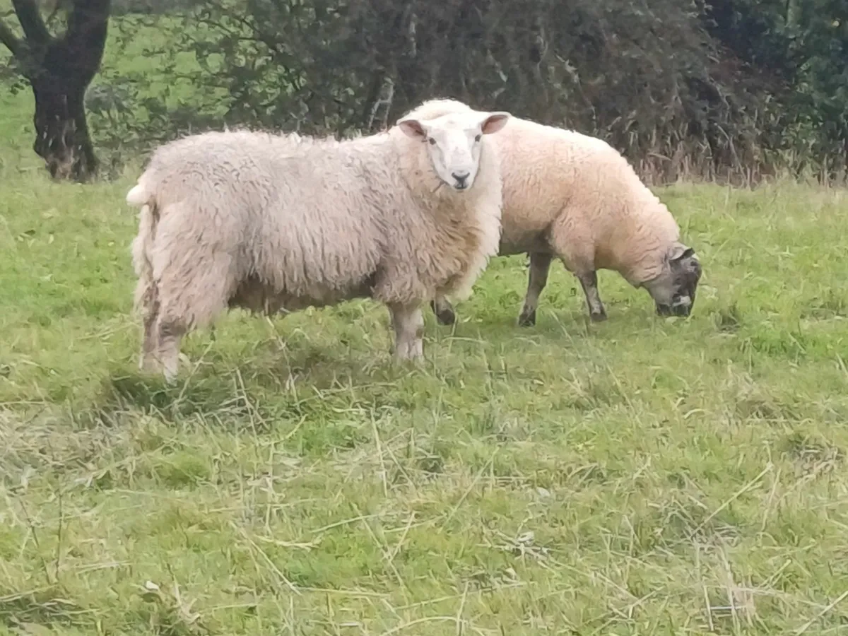 Cheviot and Texel Hogget Rams - Image 4