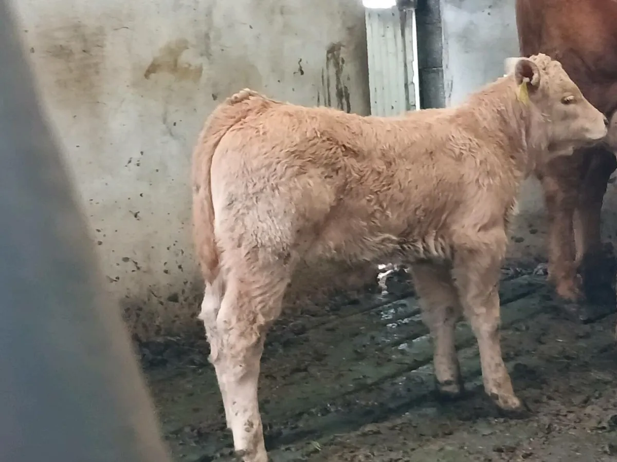 Ch Heifer Suck Calf - Image 1