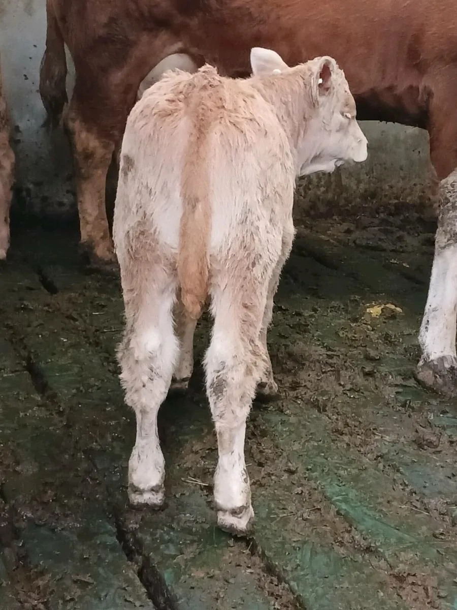 Ch Heifer Suck Calf - Image 2