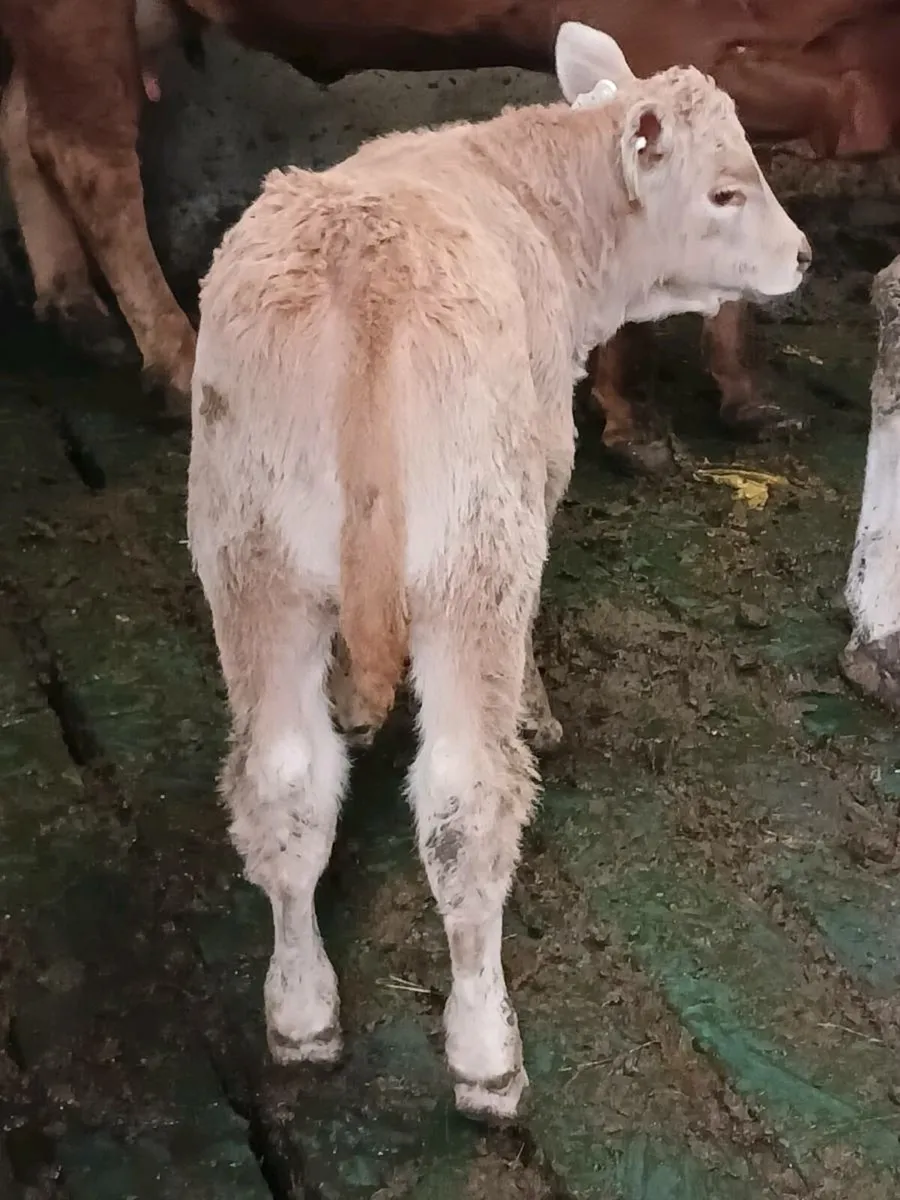 Ch Heifer Suck Calf - Image 3