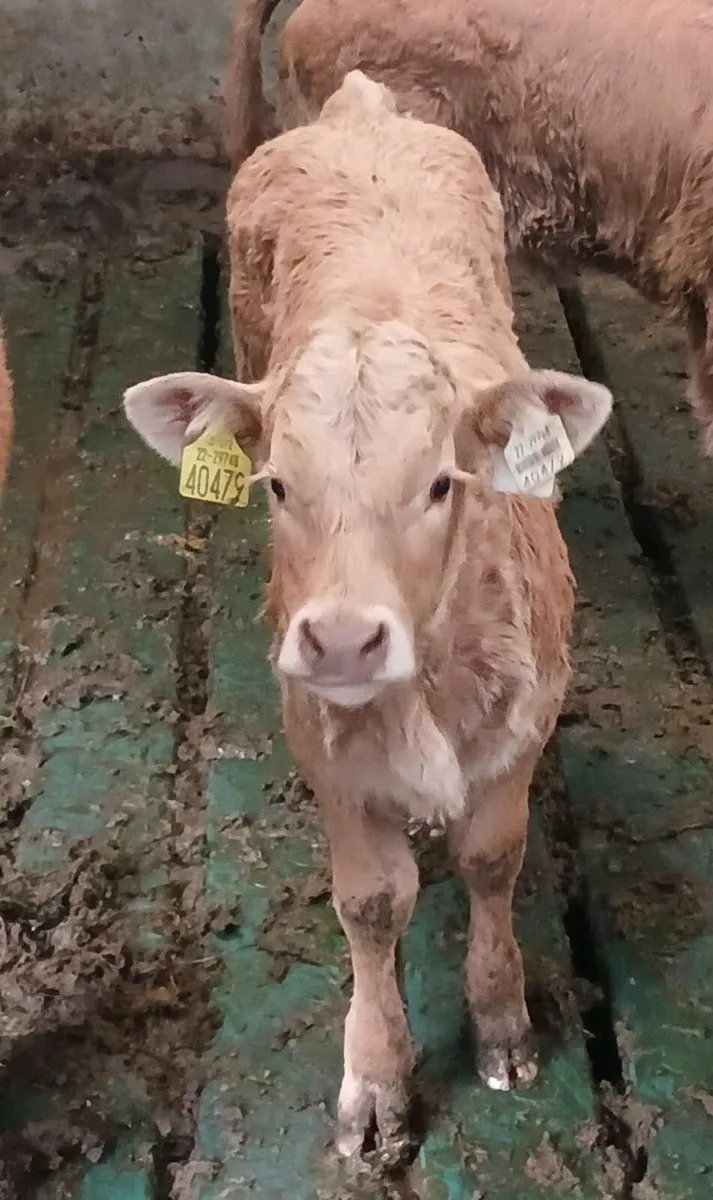 Ch Heifer Suck Calf - Image 4
