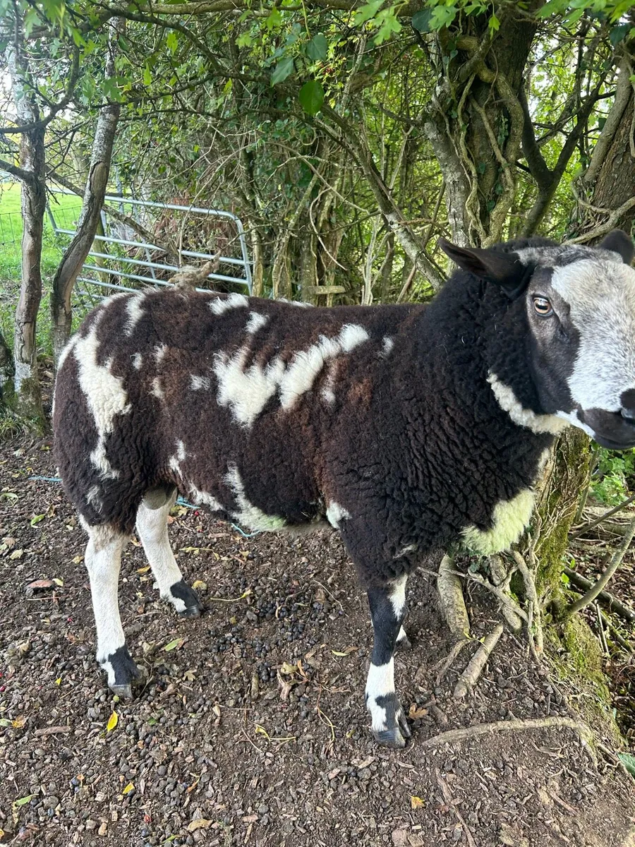 Dutch spotted ram - Image 1