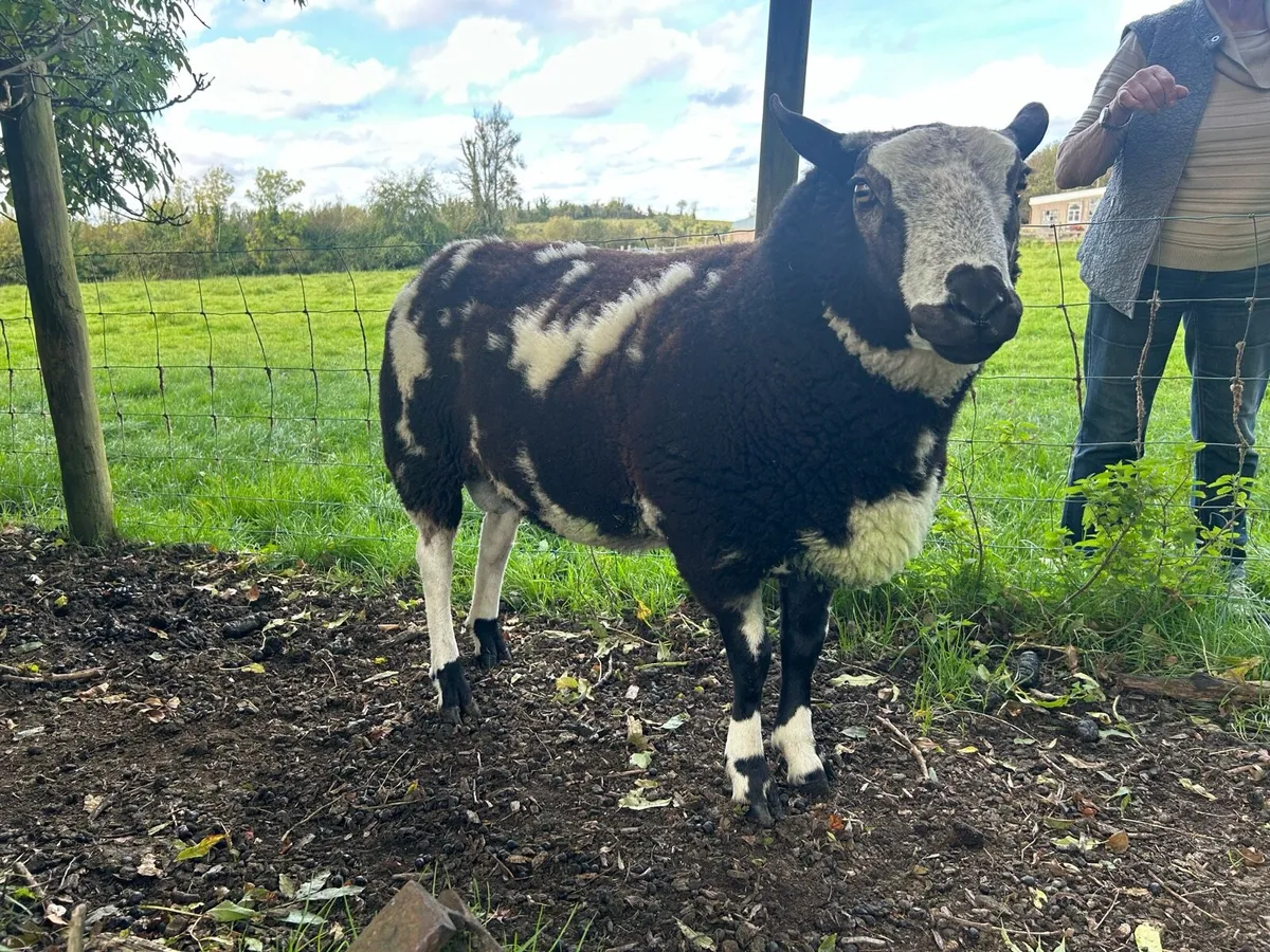 Dutch spotted ram - Image 2