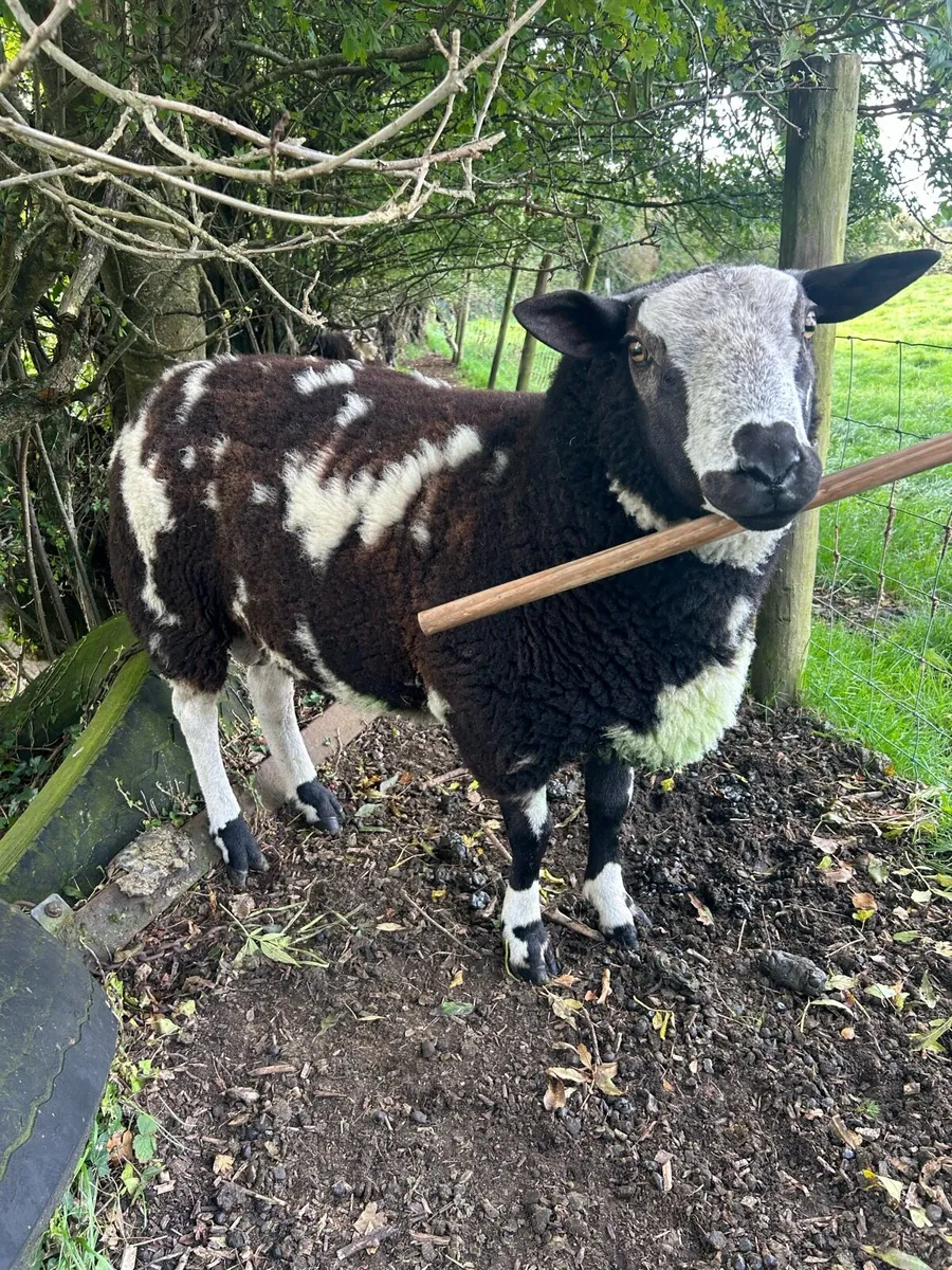 Dutch spotted ram - Image 3