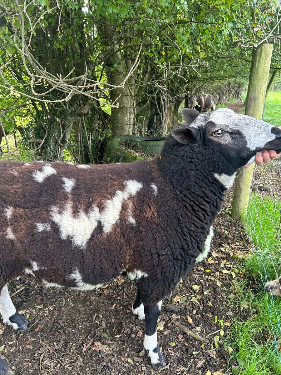 Dutch spotted ram - Image 4