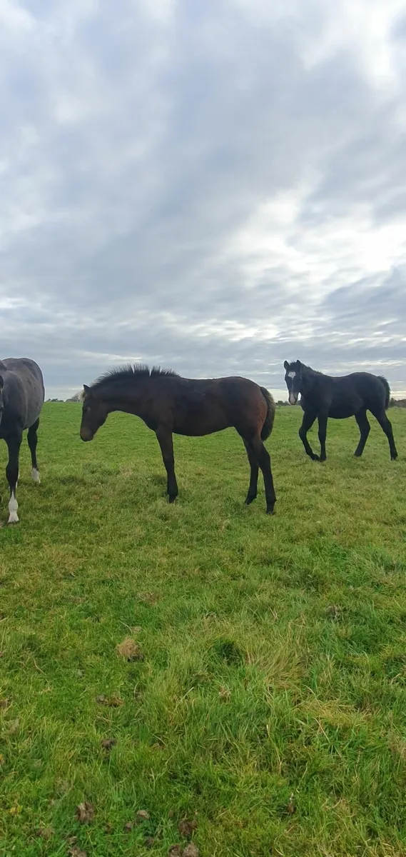 Pony mare and foal - Image 1