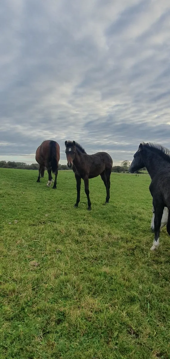 Pony mare and foal - Image 2