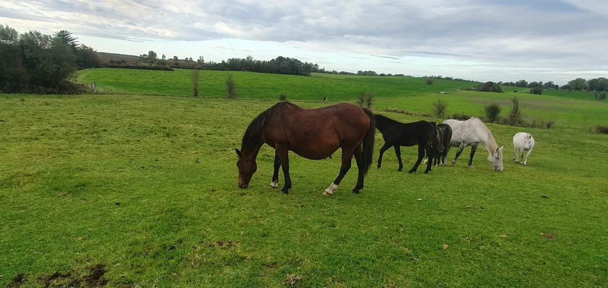 Pony mare and foal - Image 3