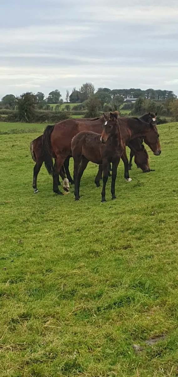 Pony mare and foal - Image 4