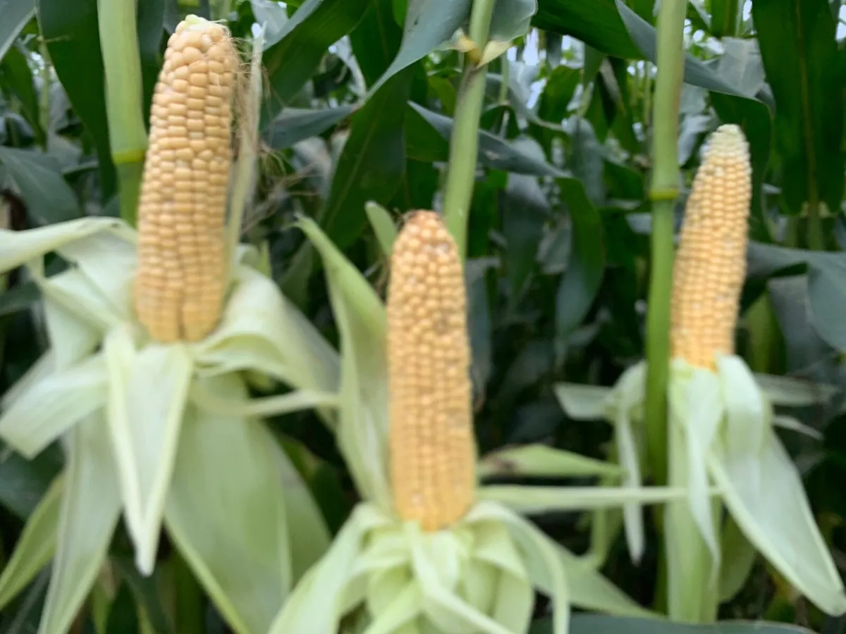 Quality Maize Silage - Image 1