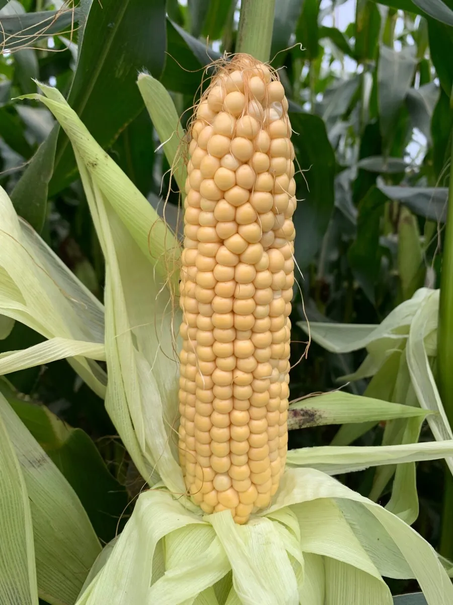 Quality Maize Silage - Image 2