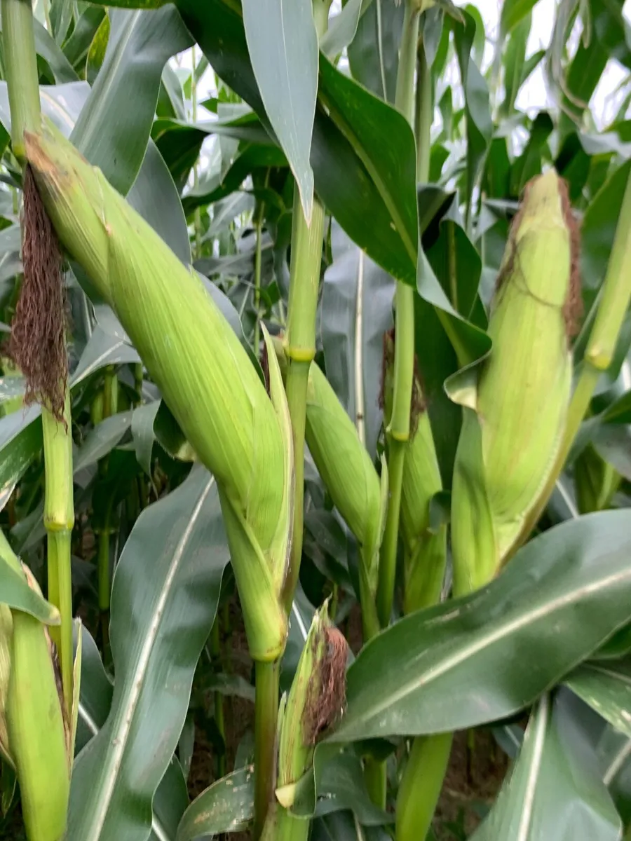 Quality Maize Silage - Image 3