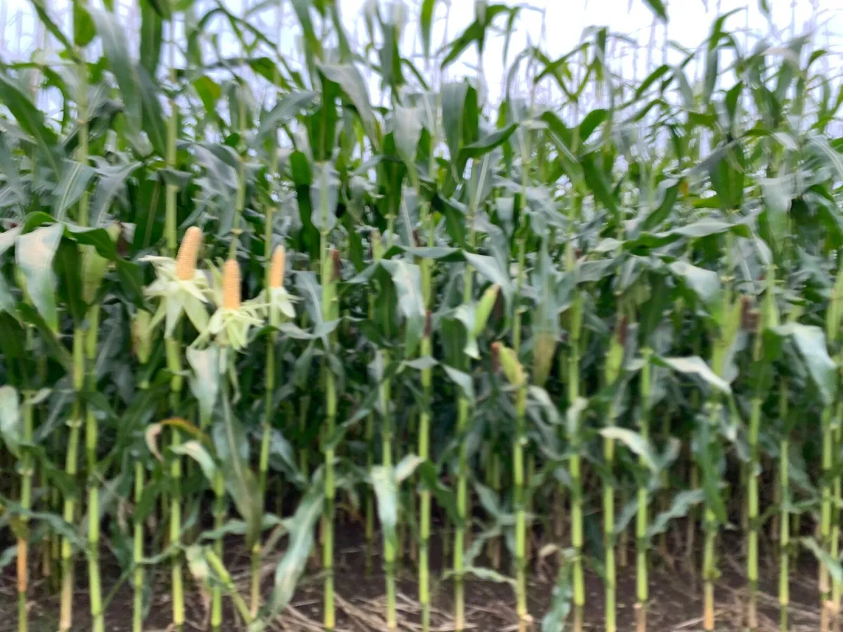 Quality Maize Silage - Image 4