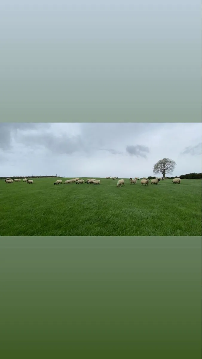 WINTER GRAZING NEEDED - Image 2
