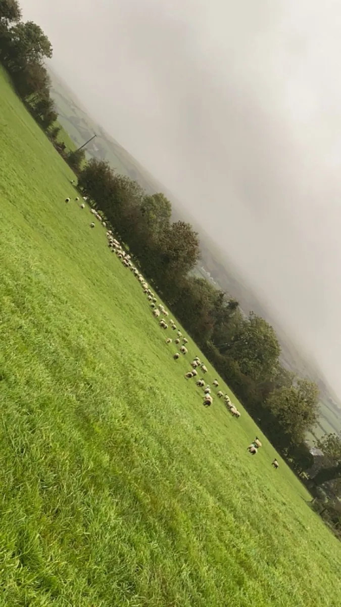 WINTER GRAZING NEEDED - Image 1