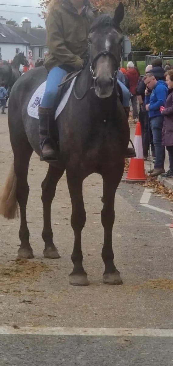 Quiet and easy Draught mare - Image 2