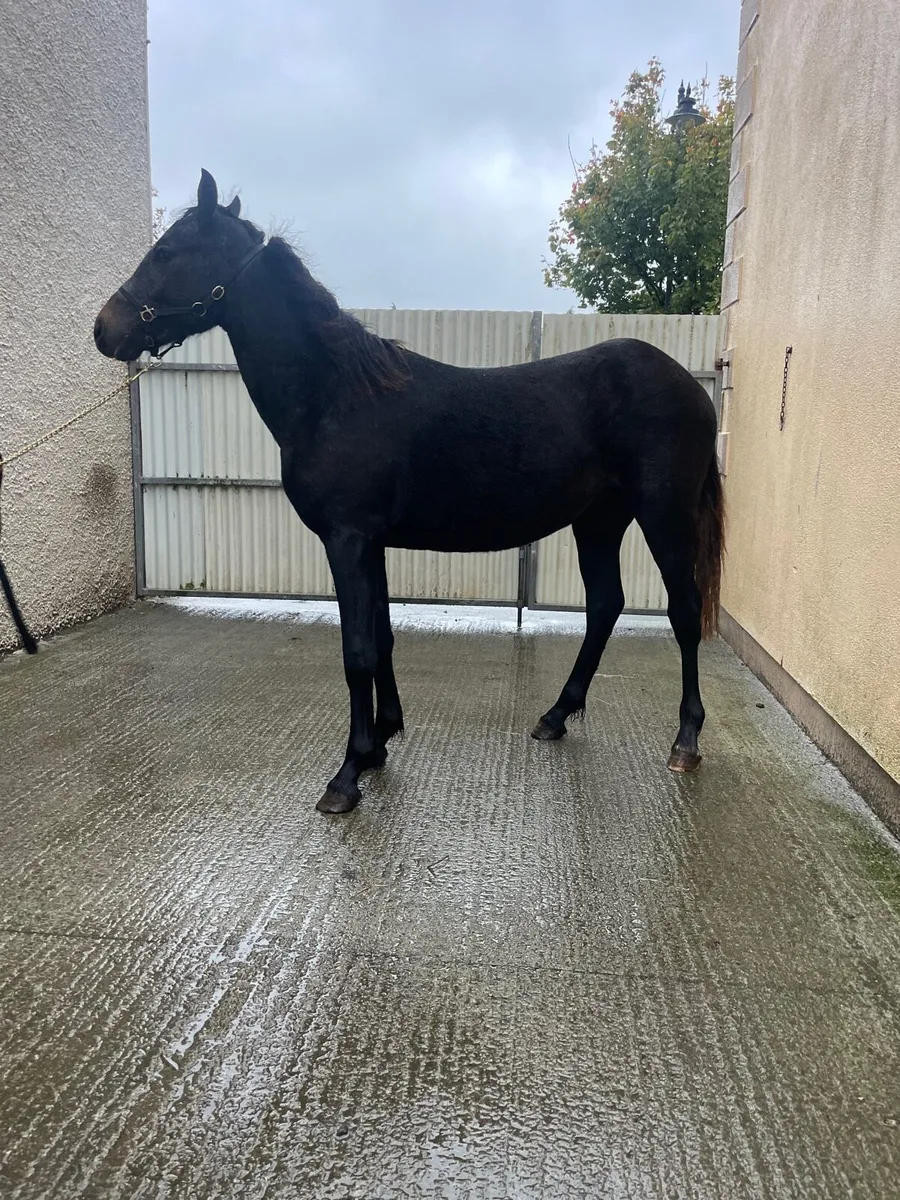 Super Black Connemara gelding - Image 2