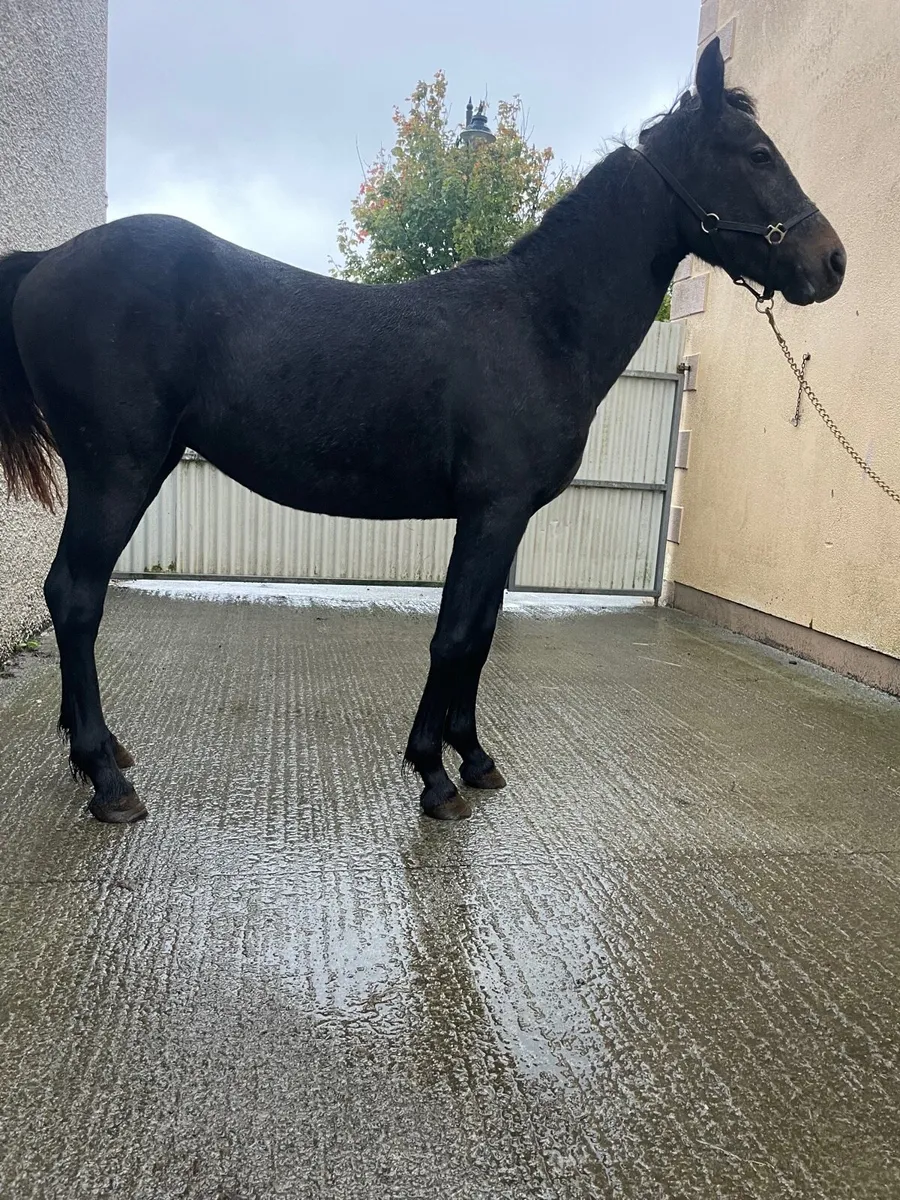 Super Black Connemara gelding - Image 3