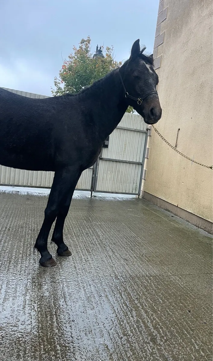 Super Black Connemara gelding - Image 4