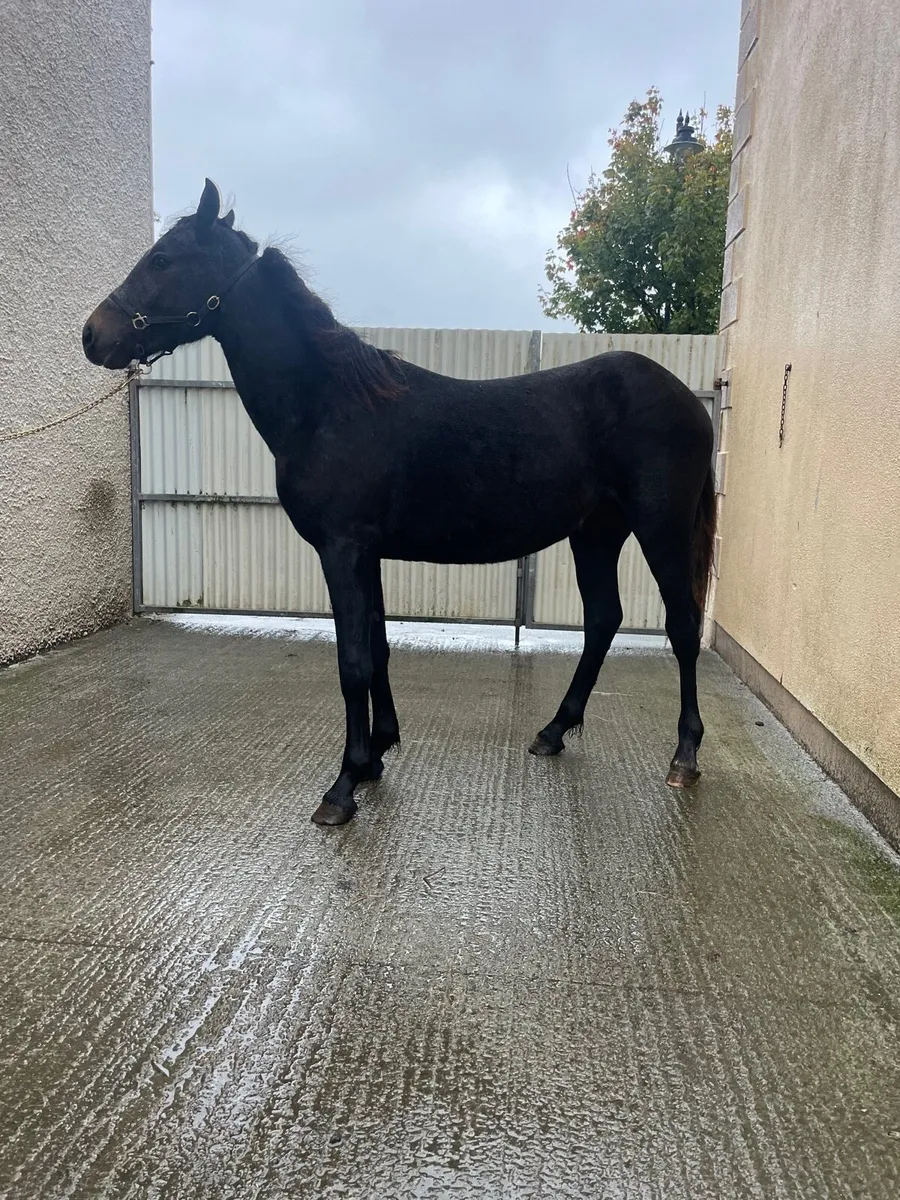 Super Black Connemara gelding - Image 1