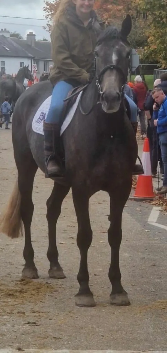 Quiet and easy Draught mare - Image 1
