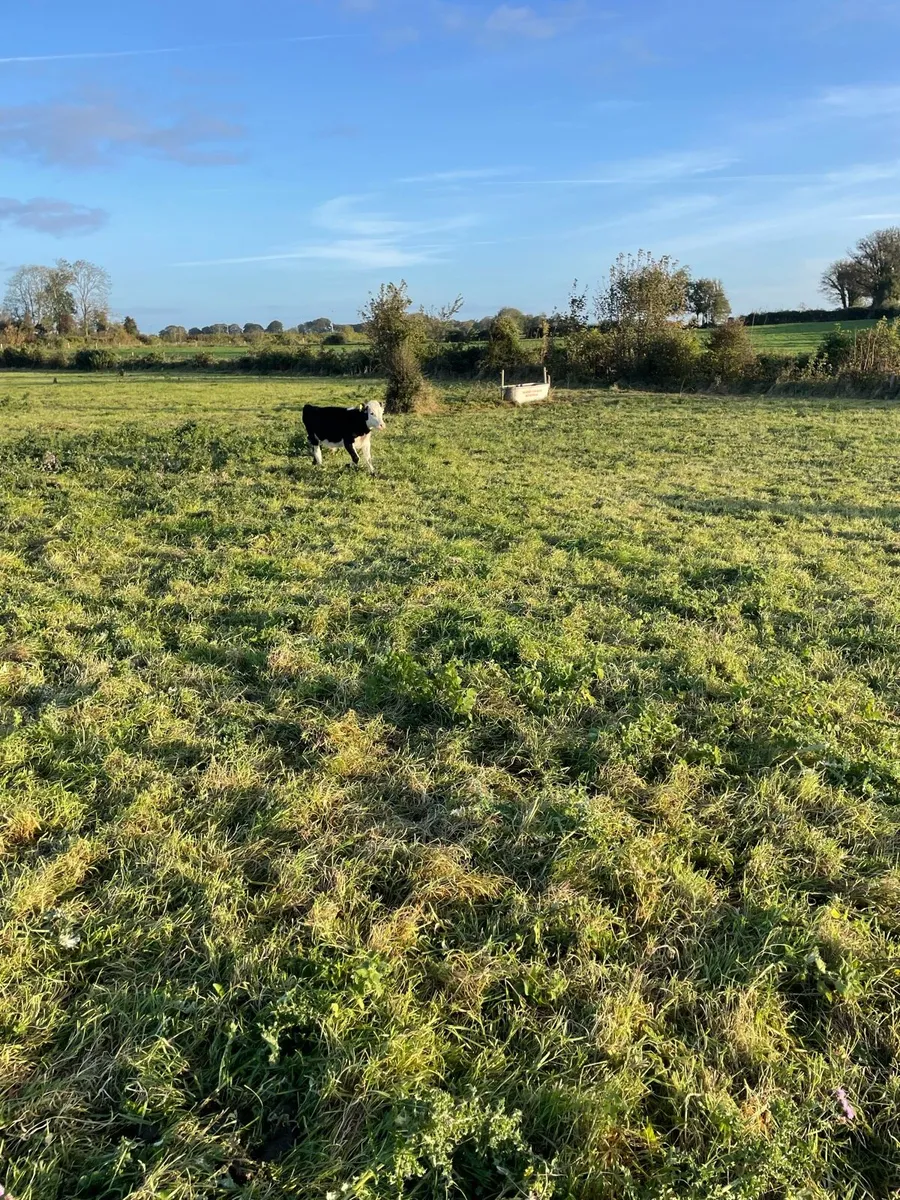 Hereford Bull/Heifer Calves - Image 2