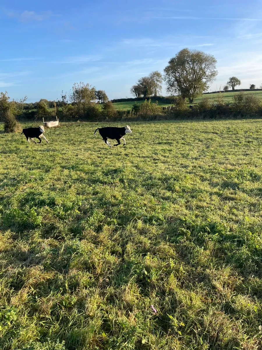 Hereford Bull/Heifer Calves - Image 3