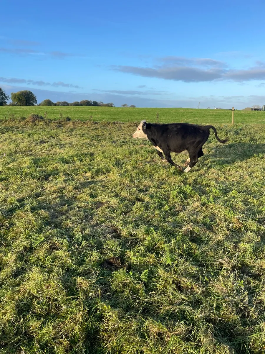 Hereford Bull/Heifer Calves - Image 4