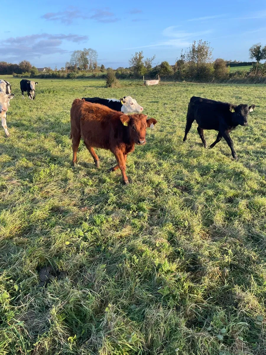 Hereford Bull/Heifer Calves - Image 1