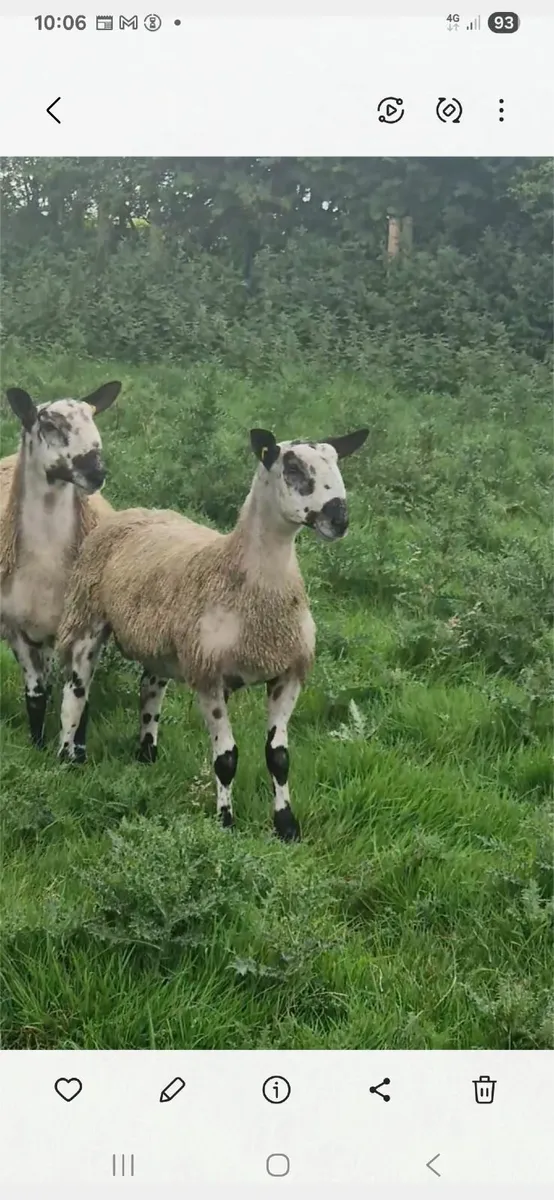 Bluefaced lecister ram lambs