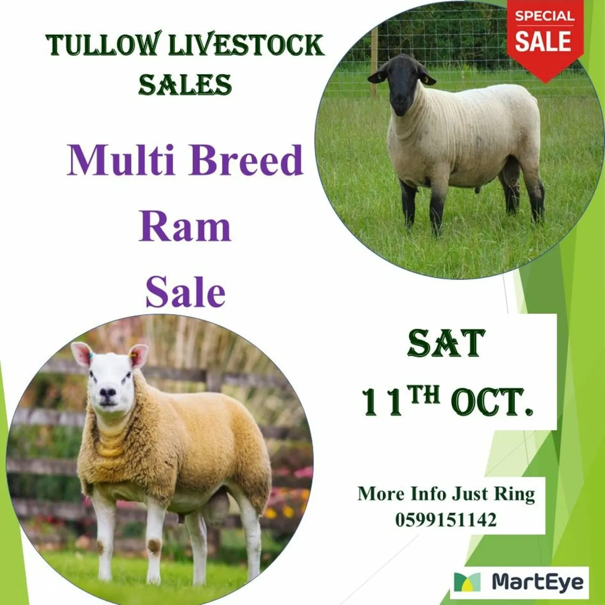Tullow Mart  2nd  Multi Breed Ram Sale