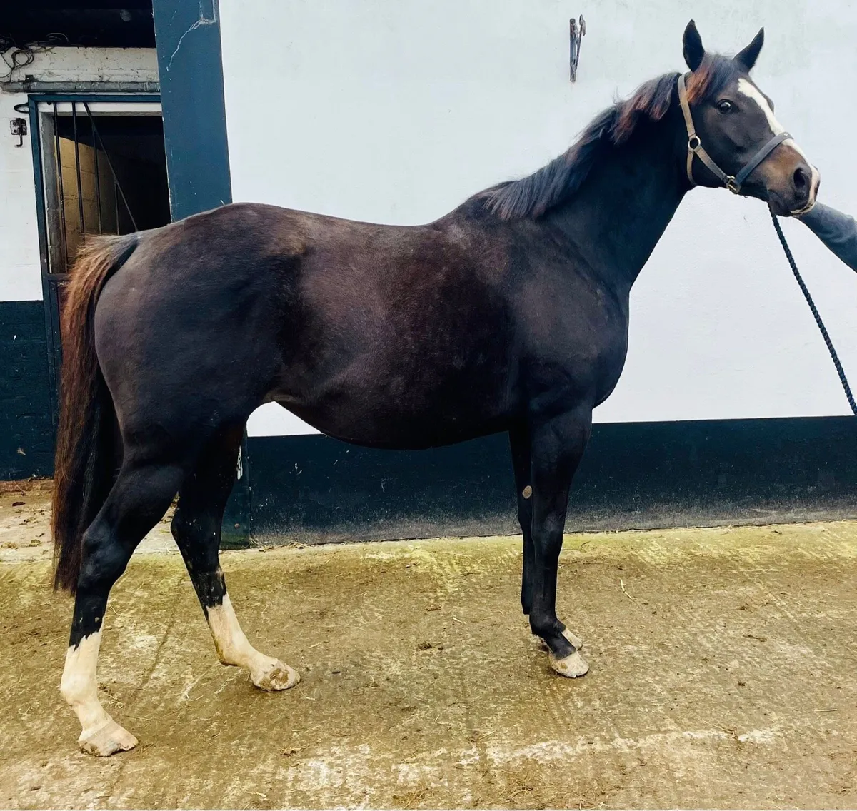 Quality TB mare with Connemara colt foal - Image 1