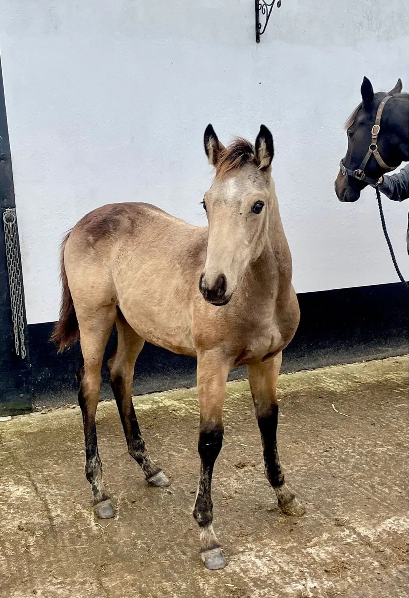 Quality TB mare with Connemara colt foal - Image 2
