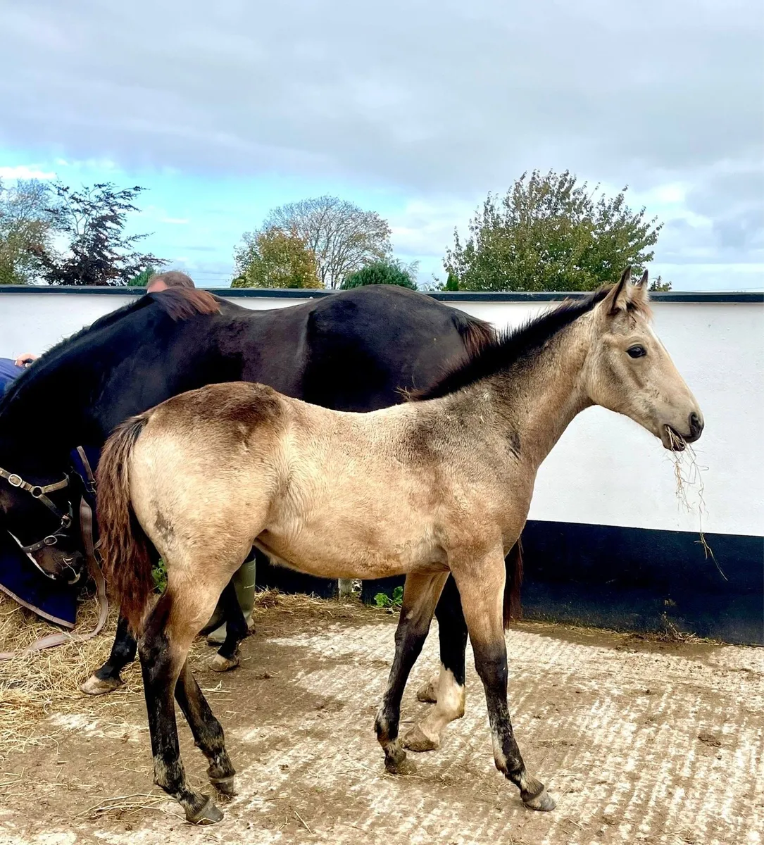 Quality TB mare with Connemara colt foal - Image 3