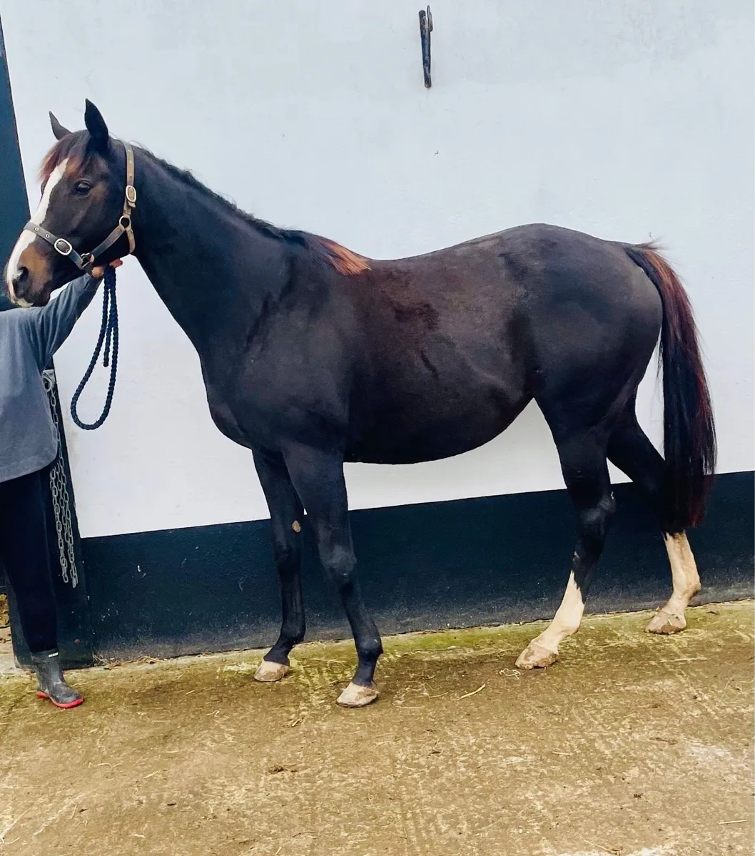 Quality TB mare with Connemara colt foal - Image 4