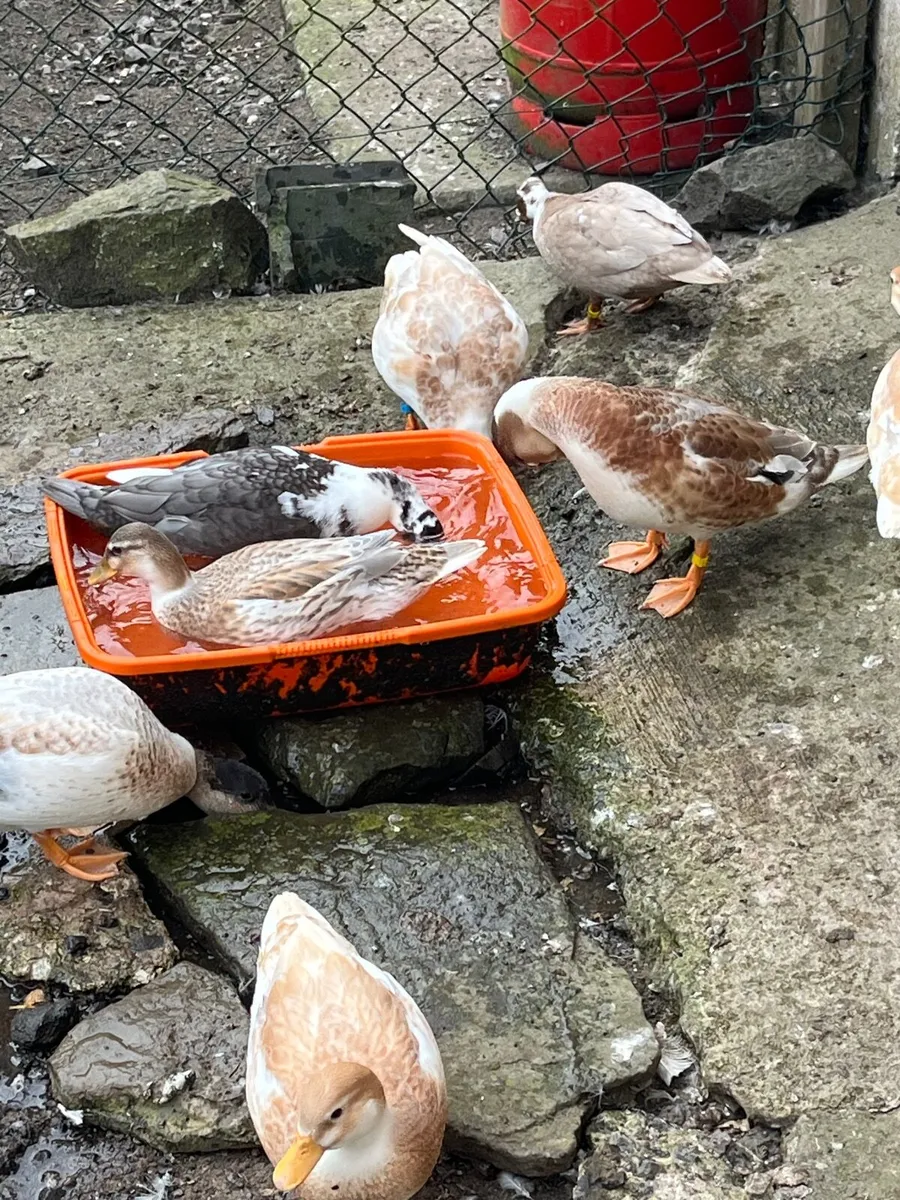 Call ducks - Image 1