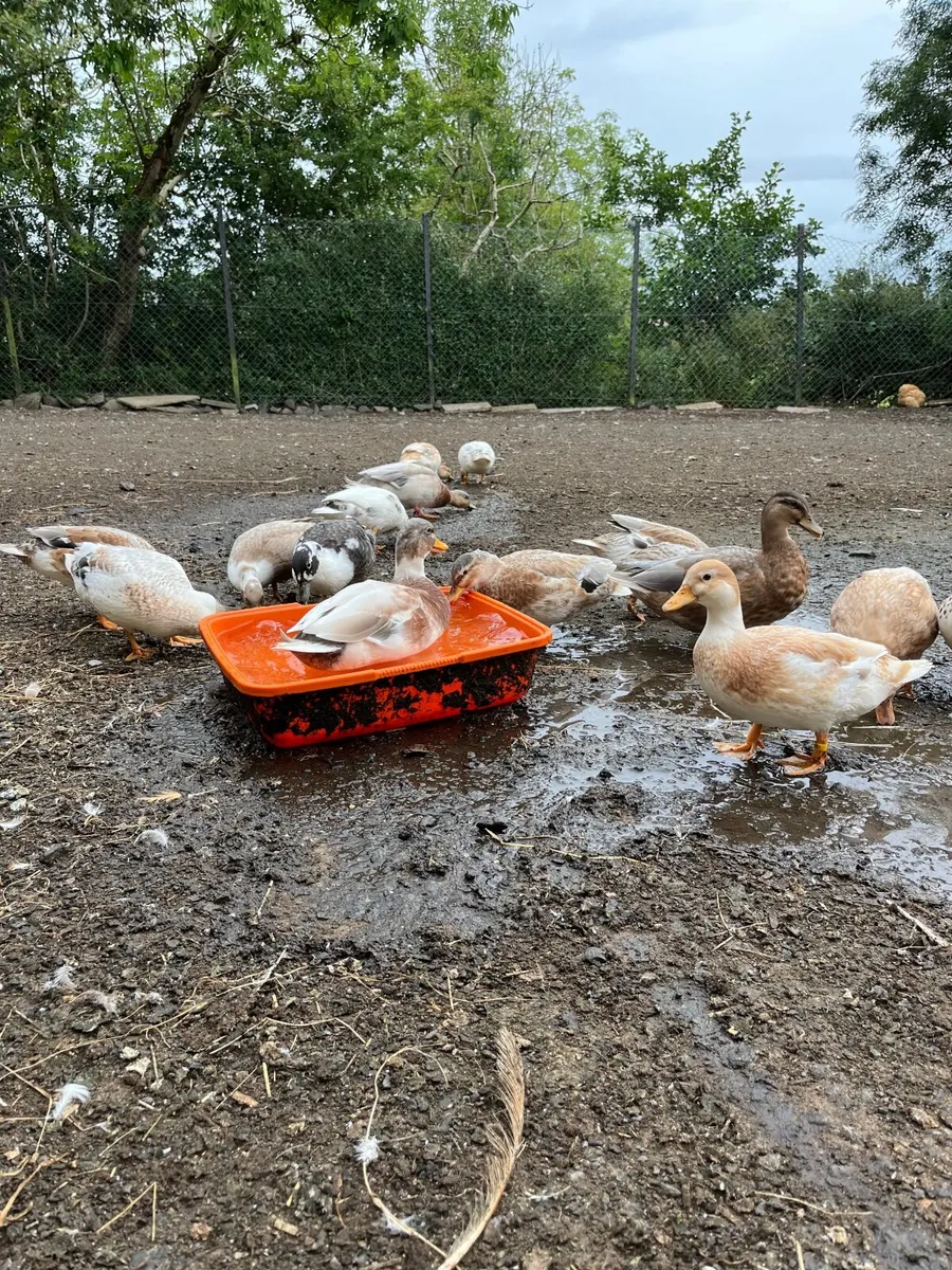 Call ducks - Image 2