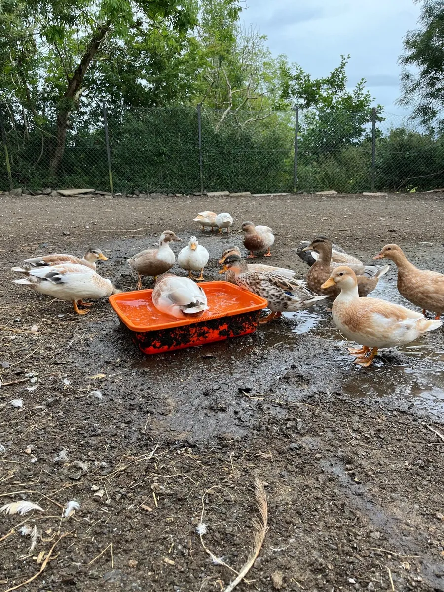 Call ducks - Image 3