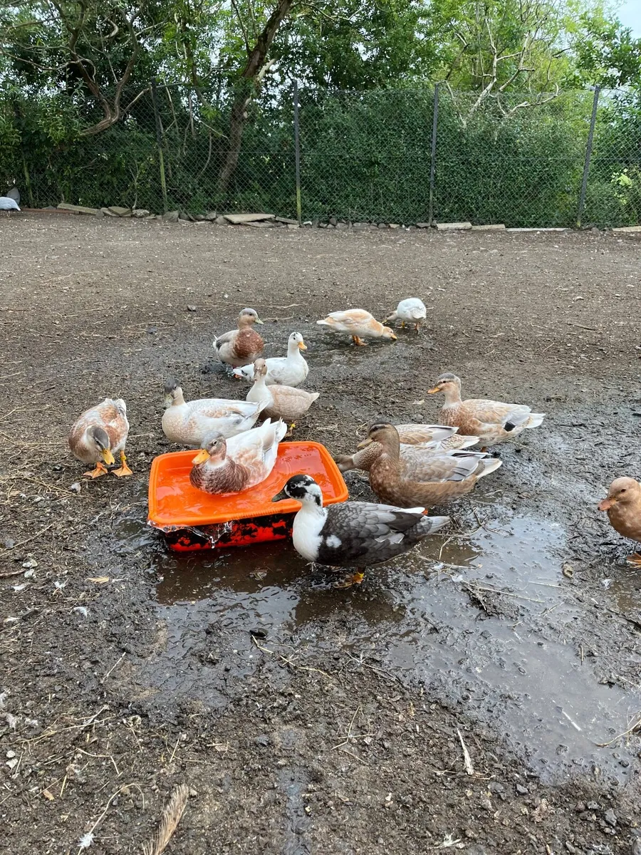 Call ducks - Image 4