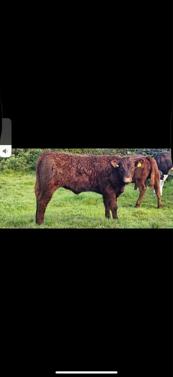 Irish Salers Cattle Society October Sale - Image 3