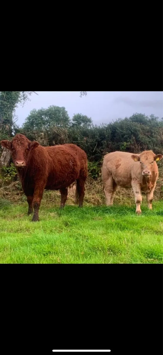 Irish Salers Cattle Society October Sale - Image 4